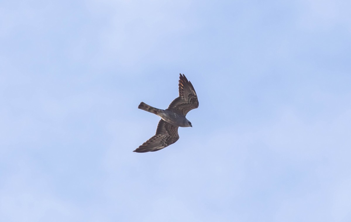 Mississippi Kite - ML641814165