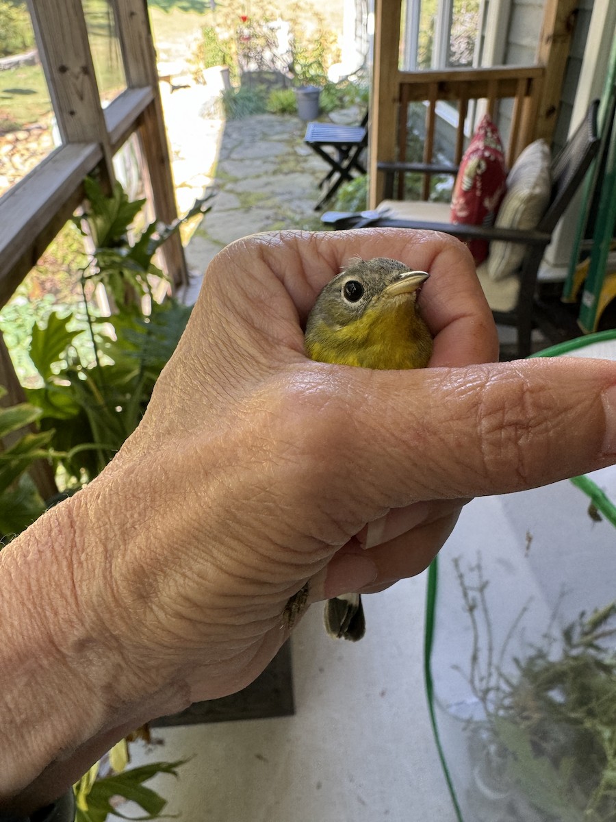 lesňáček tajgový - ML641814202