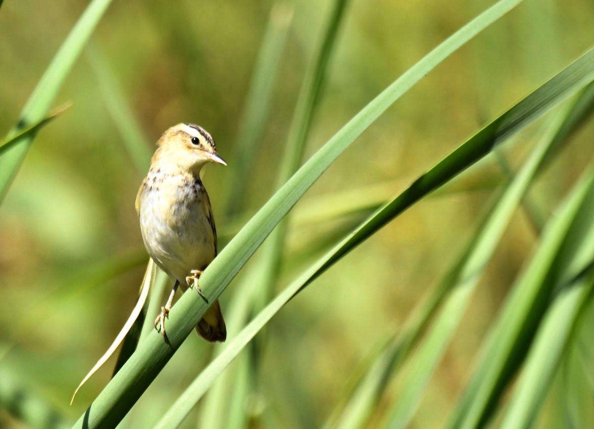 rákosník proužkovaný - ML641814228