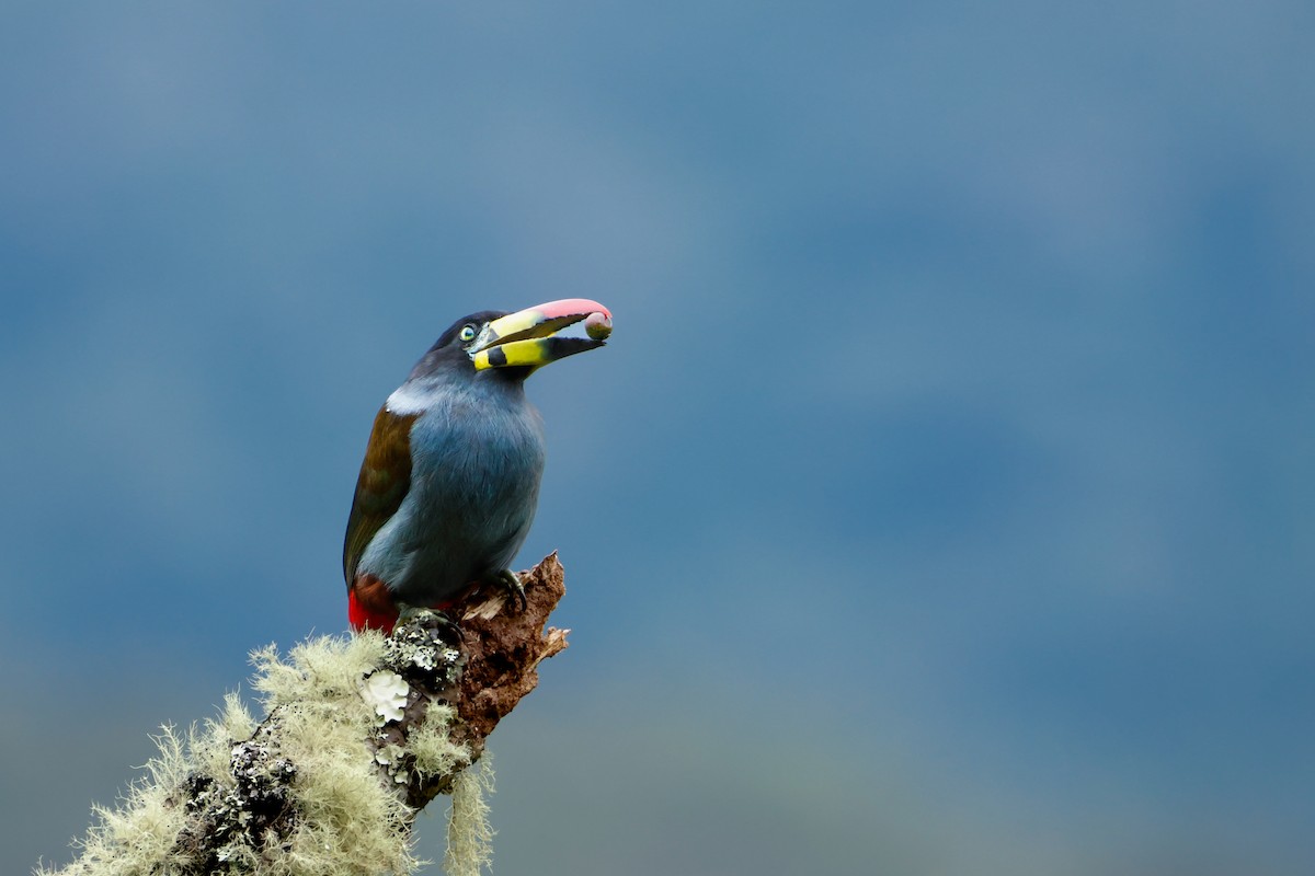 Blautukan - ML641814236