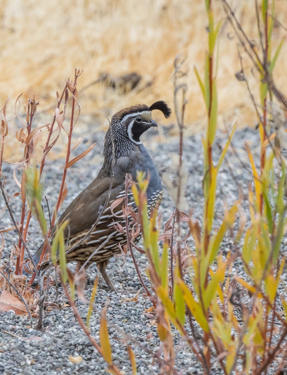 California Quail - ML641814251