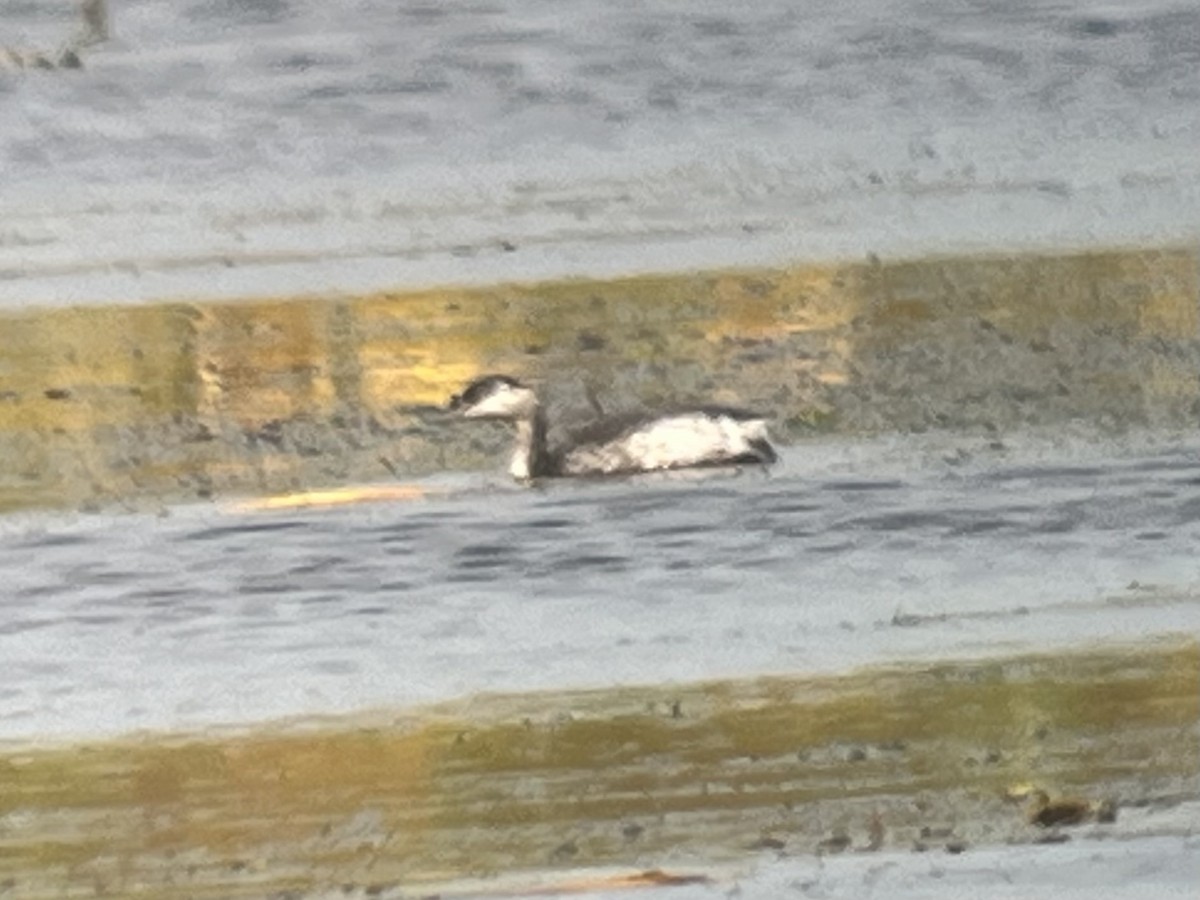Horned Grebe - ML641814278