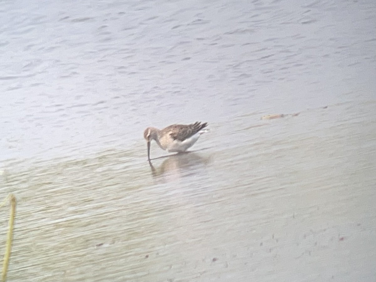 Stilt Sandpiper - ML641814291