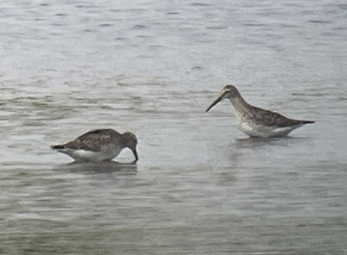 Stilt Sandpiper - ML641814292