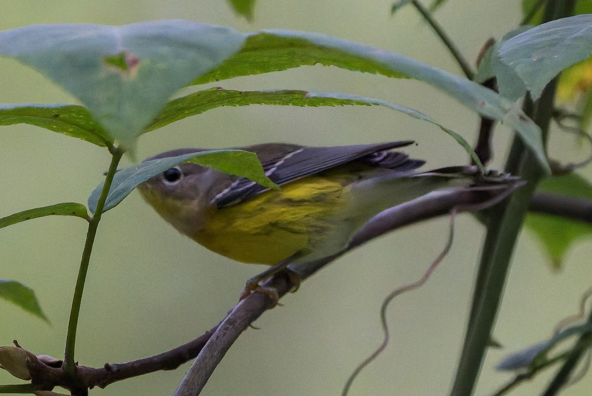 Magnolia Warbler - ML641814396