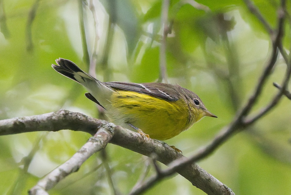 Magnolia Warbler - ML641814397