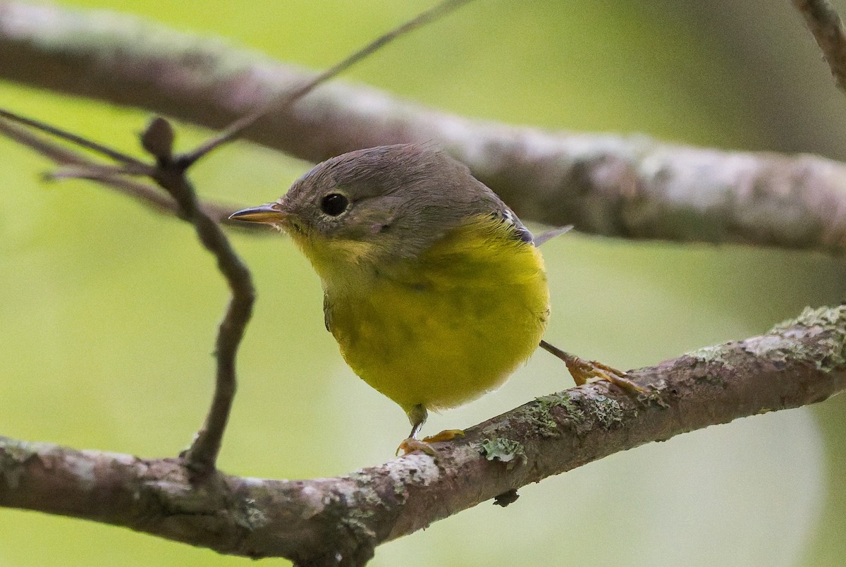 Magnolia Warbler - ML641814398