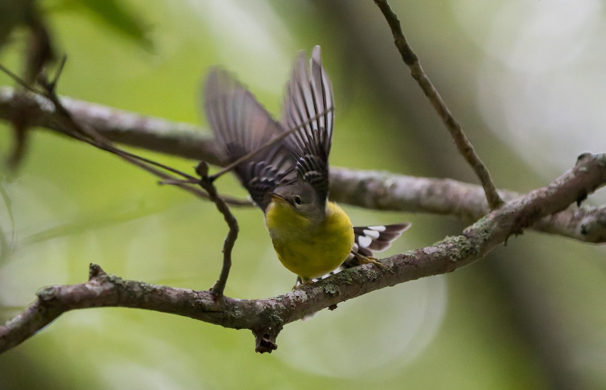 Magnolia Warbler - ML641814399