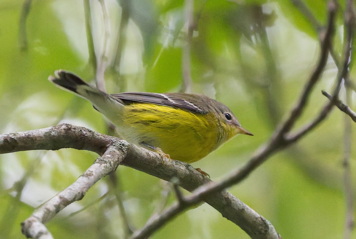 Magnolia Warbler - ML641814401