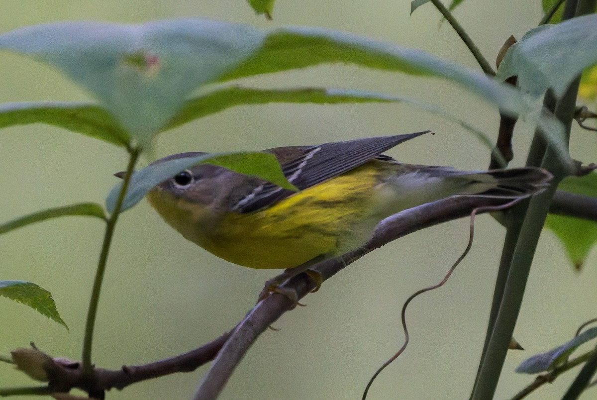 Magnolia Warbler - ML641814402
