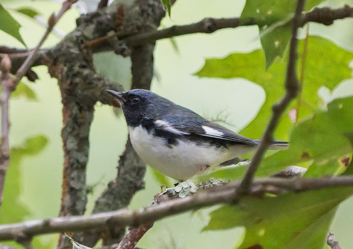 Black-throated Blue Warbler - ML641814410