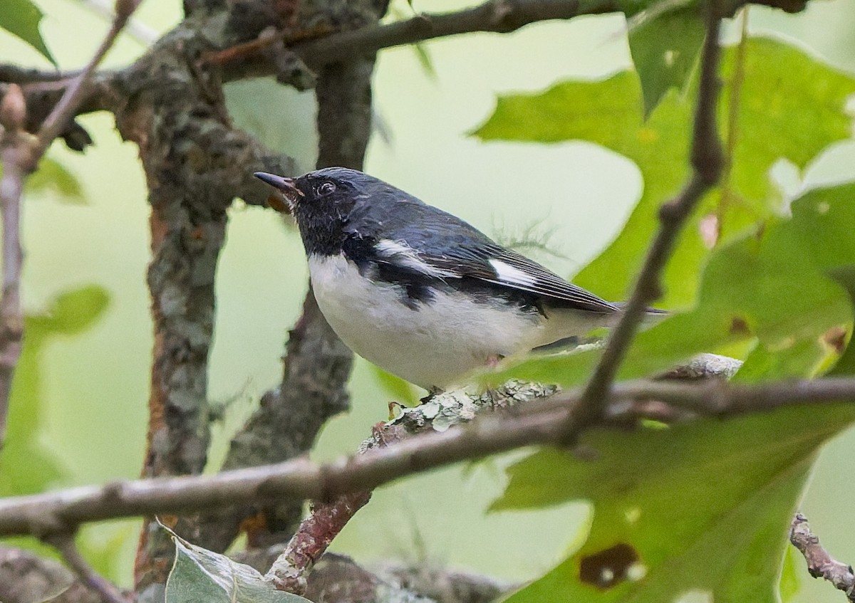 Black-throated Blue Warbler - ML641814411