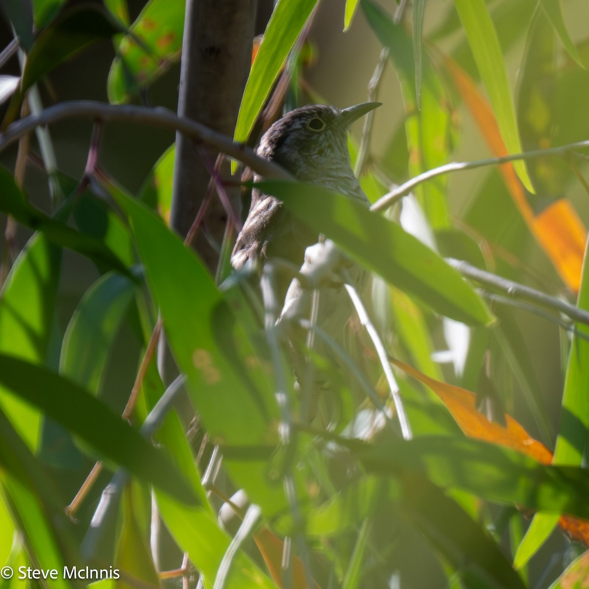 Little Bronze-Cuckoo - ML641814418