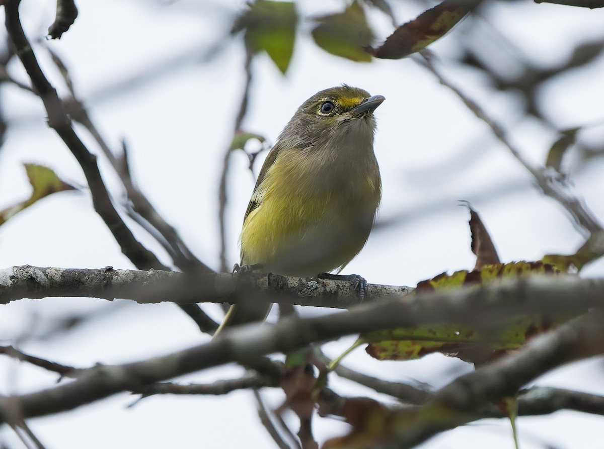 White-eyed Vireo - ML641814434