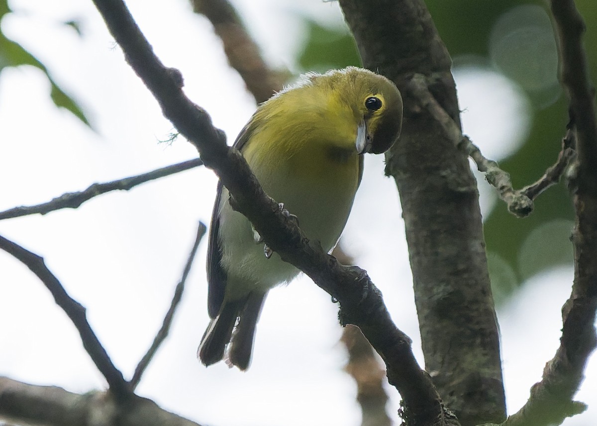 Sarı Gerdanlı Vireo - ML641814439
