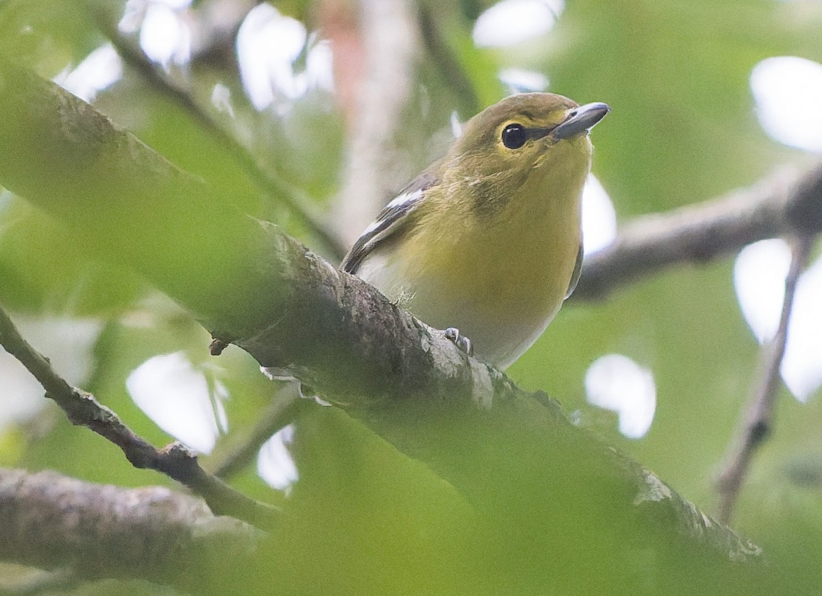 Sarı Gerdanlı Vireo - ML641814440