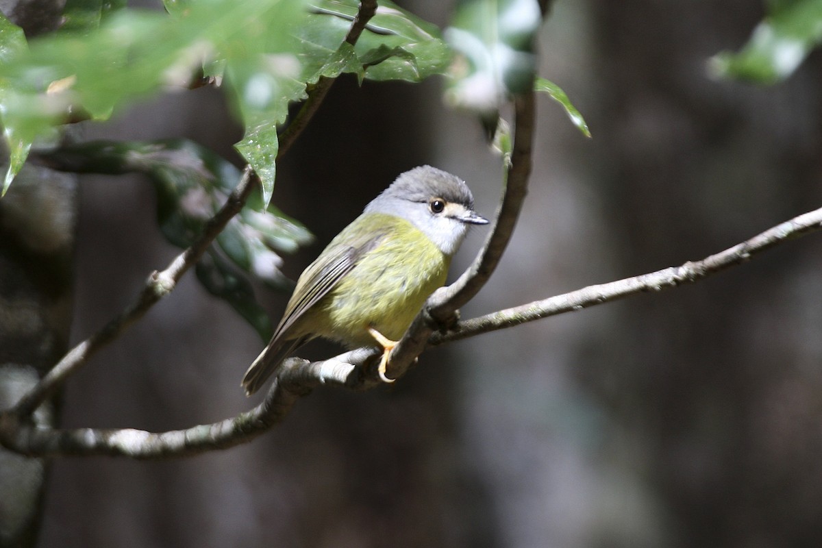 Pale-yellow Robin - ML641814445