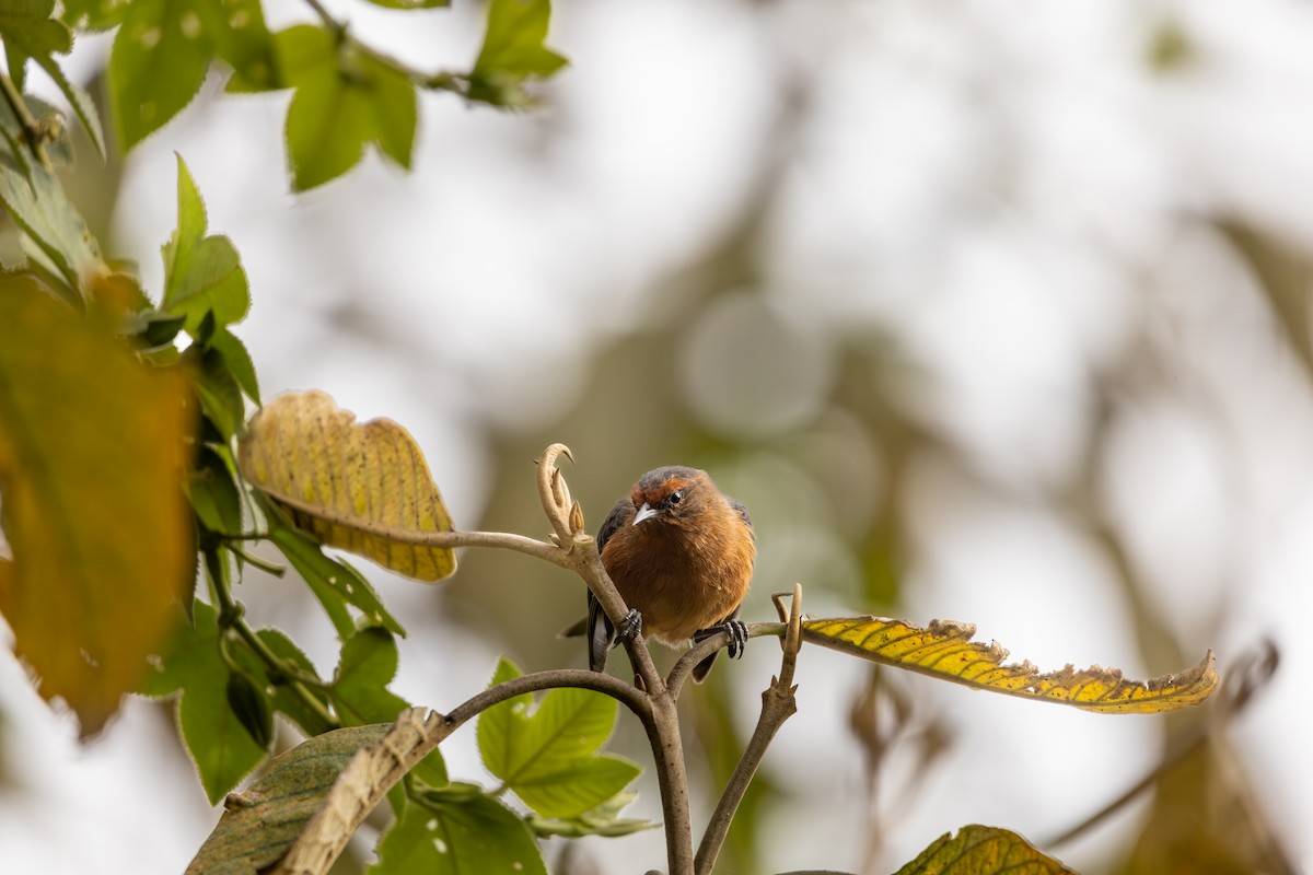 Rufous-browed Conebill - ML641814465