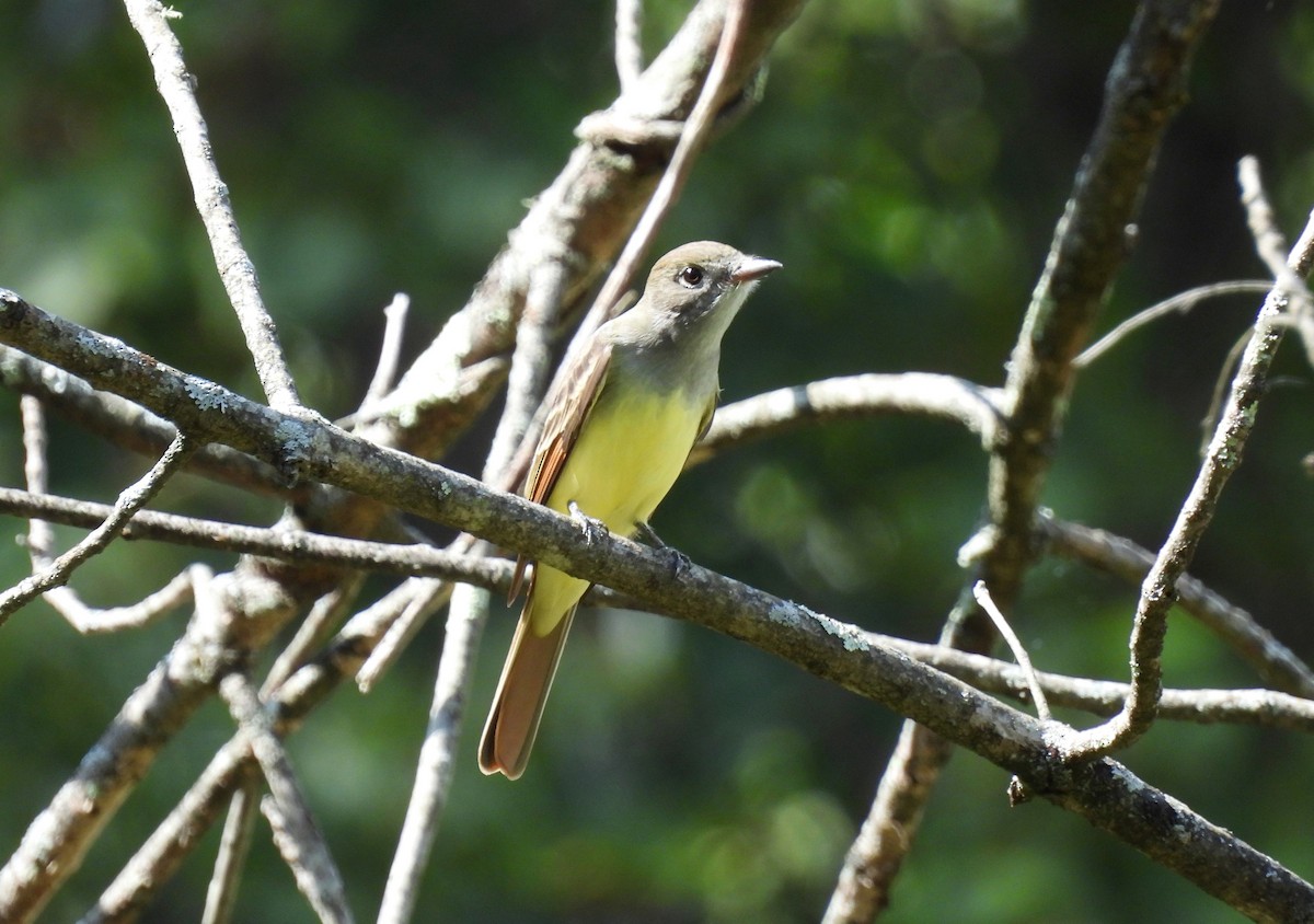 Great Crested Flycatcher - ML641814497