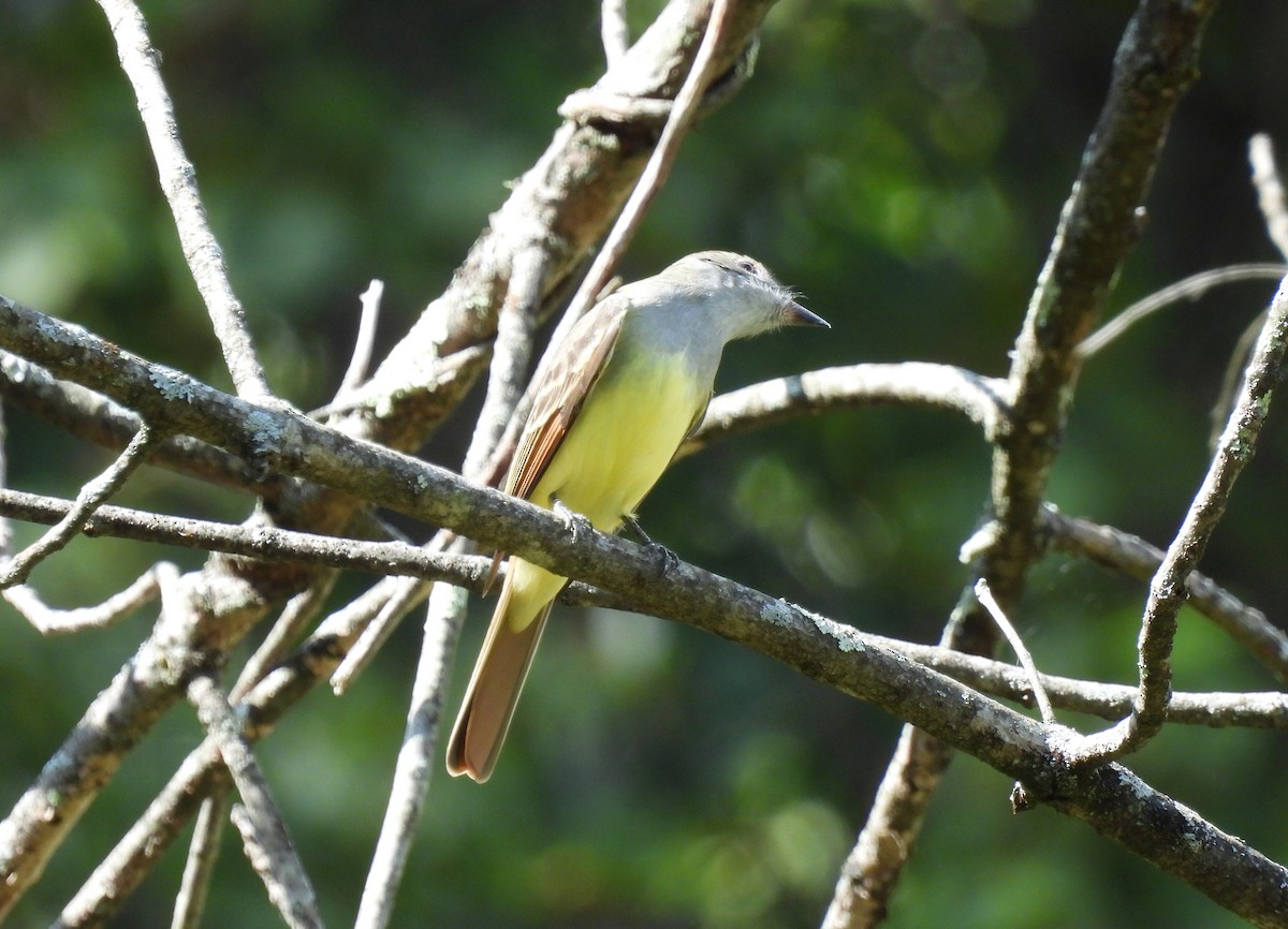 Great Crested Flycatcher - ML641814499