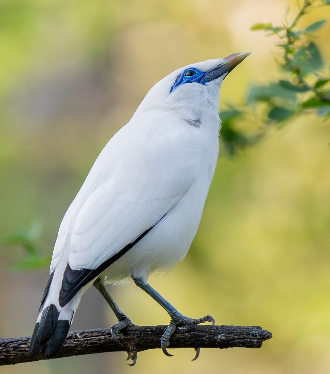 Bali Myna - ML641814500