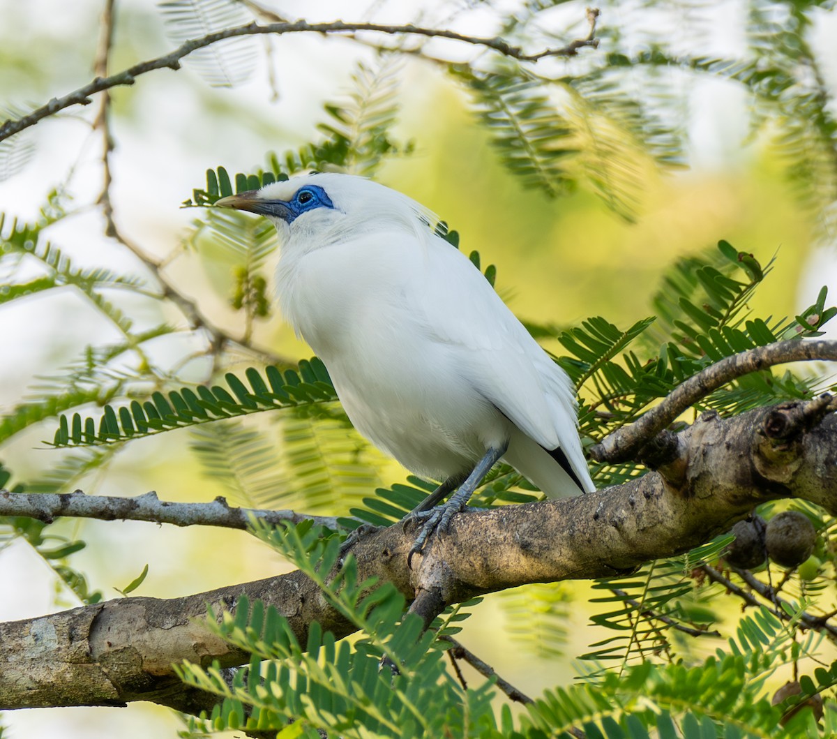 Bali Myna - ML641814501