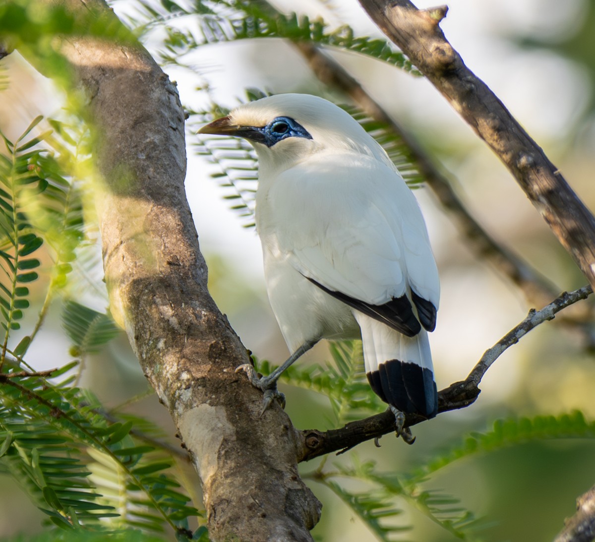 Bali Myna - ML641814502