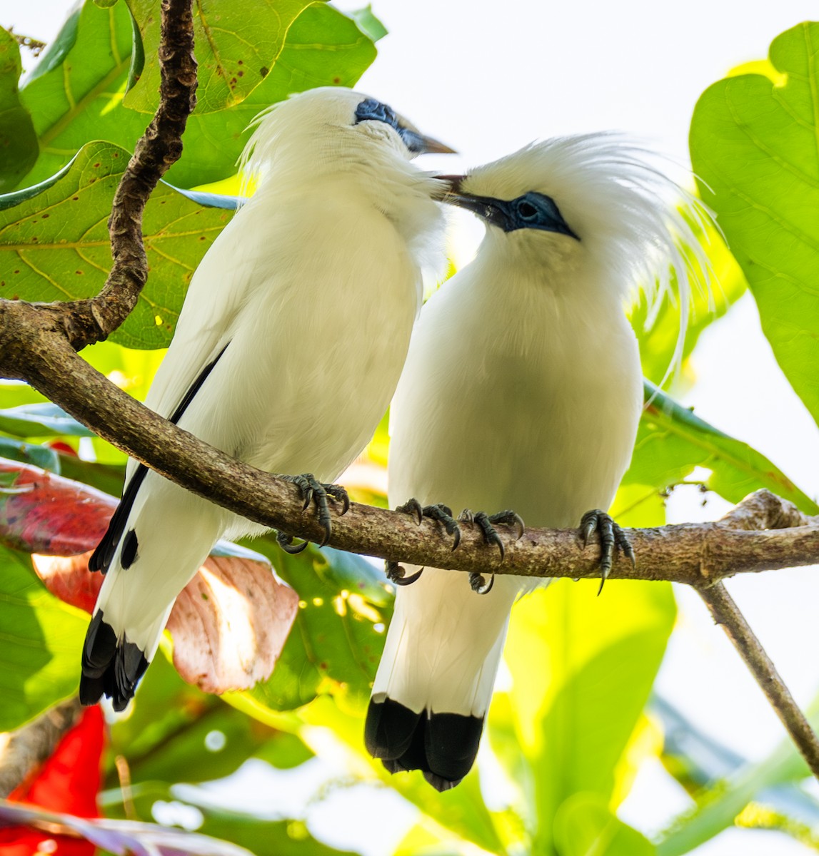 Bali Myna - ML641814503
