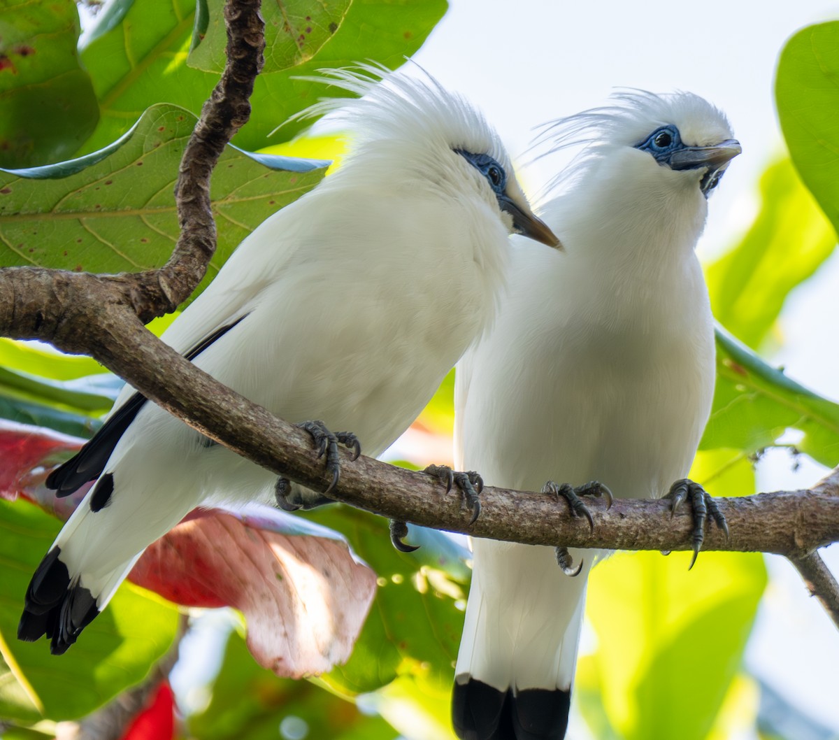 Bali Myna - ML641814504