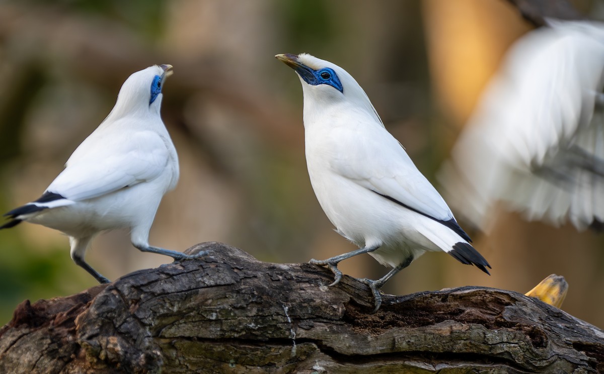 Bali Myna - ML641814505
