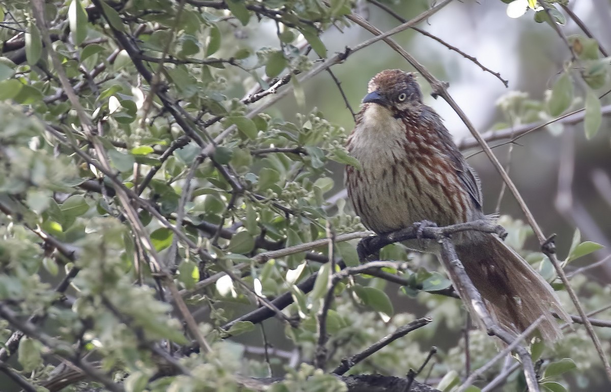 Chinese Babax - Dave Curtis