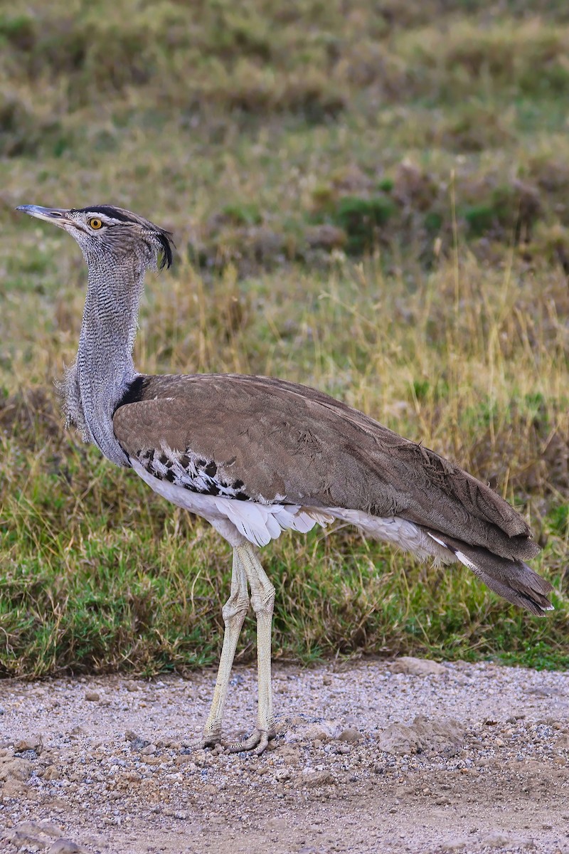 Kori Bustard - ML641814515