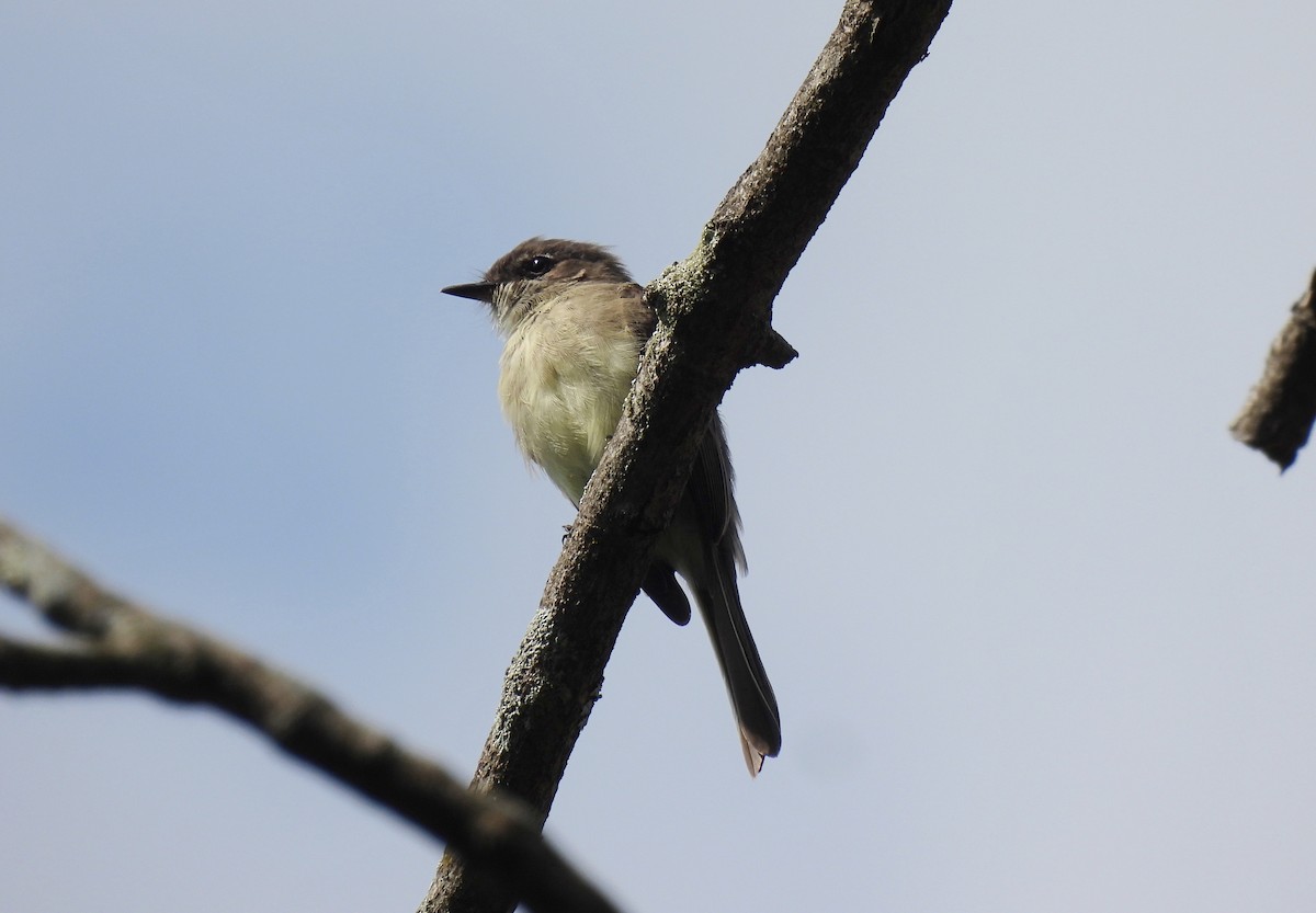 Eastern Phoebe - ML641814519