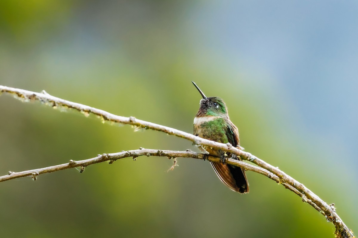 Amethyst-throated Sunangel - ML641814553