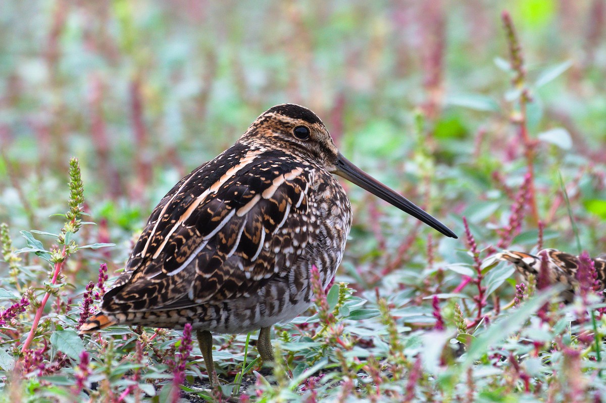 Wilson's Snipe - ML641814566