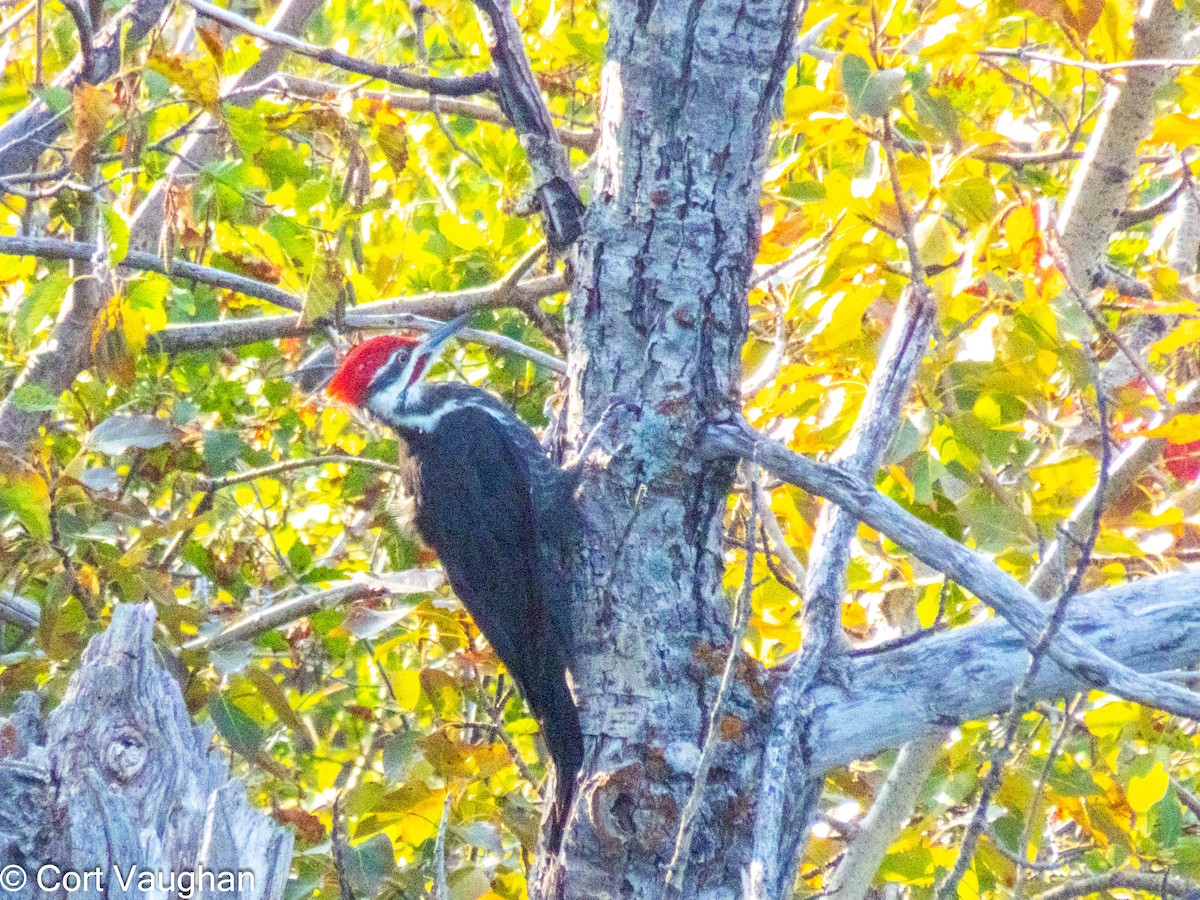 Pileated Woodpecker - ML641814632
