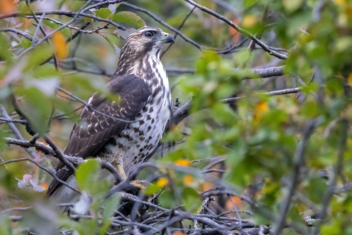 káně širokokřídlá - ML641814657