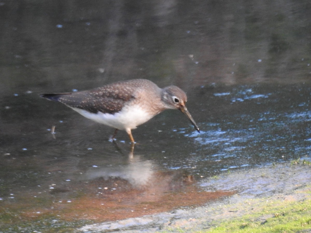 Solitary Sandpiper - ML641814744