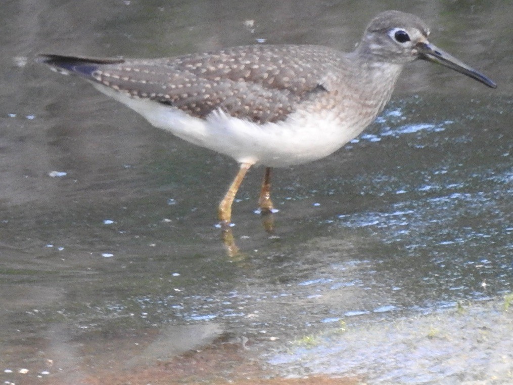 Solitary Sandpiper - ML641814756