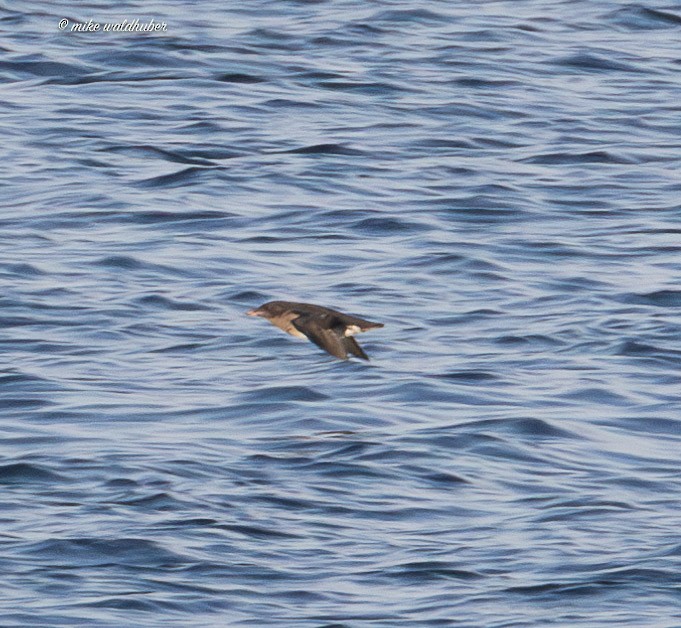 Rhinoceros Auklet - ML641814792