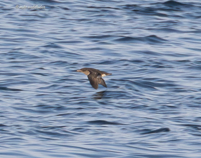 Rhinoceros Auklet - ML641814793