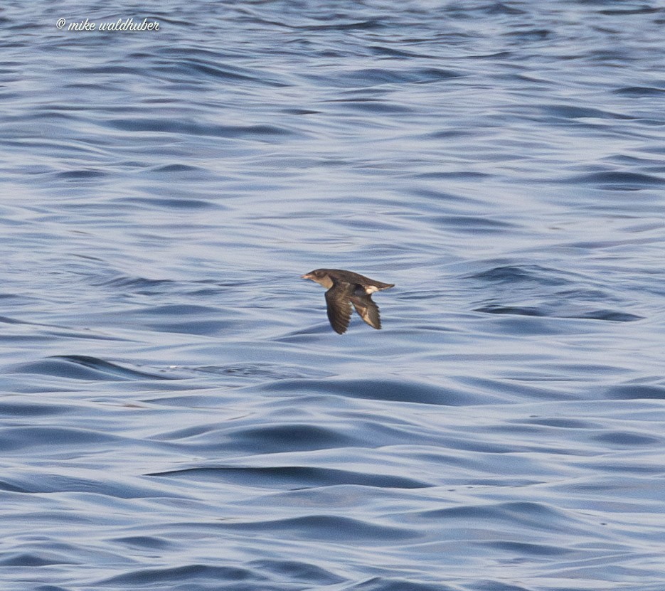 Rhinoceros Auklet - ML641814794