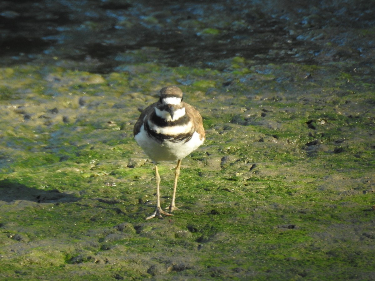 Killdeer - ML641814820