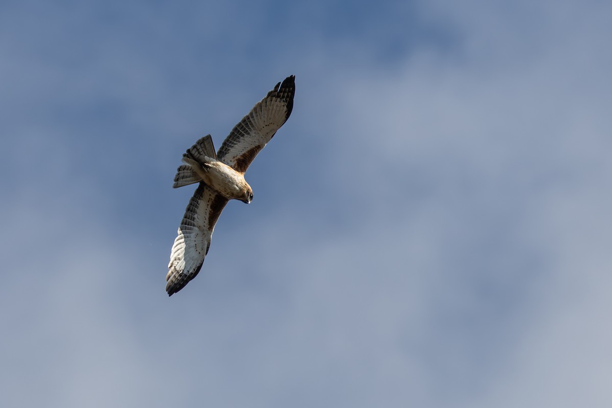 Little Eagle - ML641814828