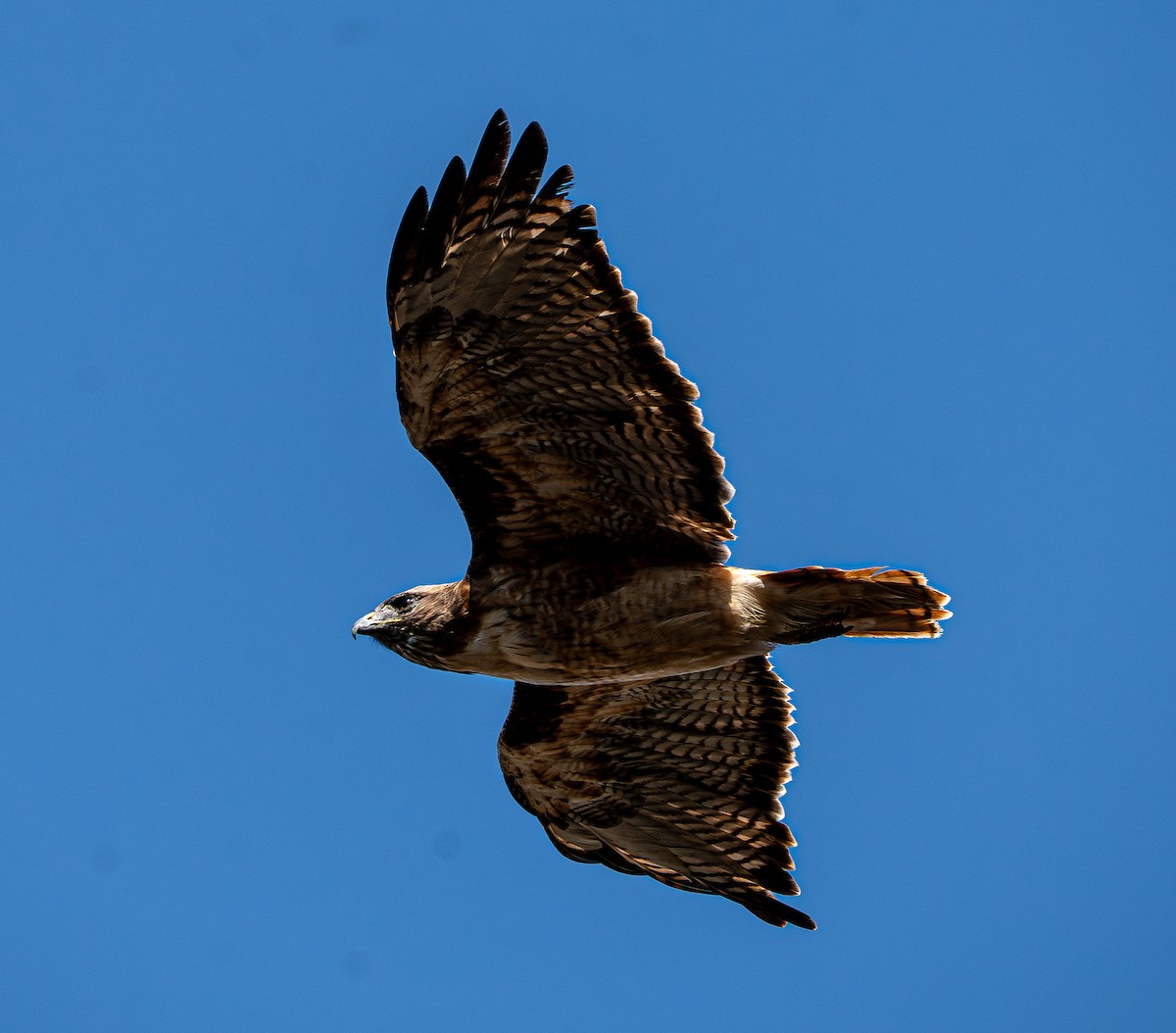 Red-tailed Hawk - ML641814853