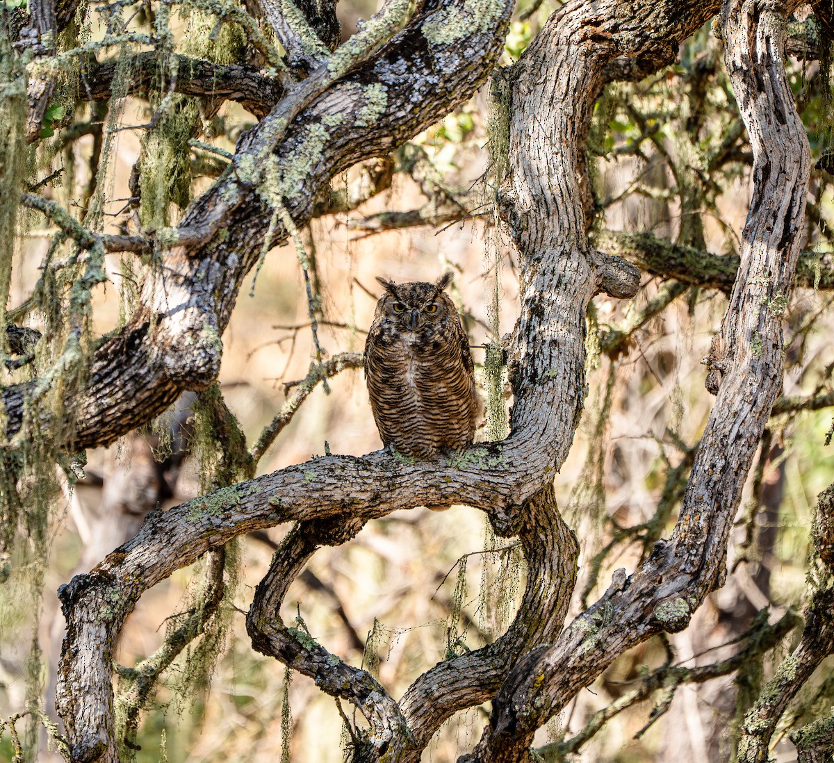 Great Horned Owl - ML641814862