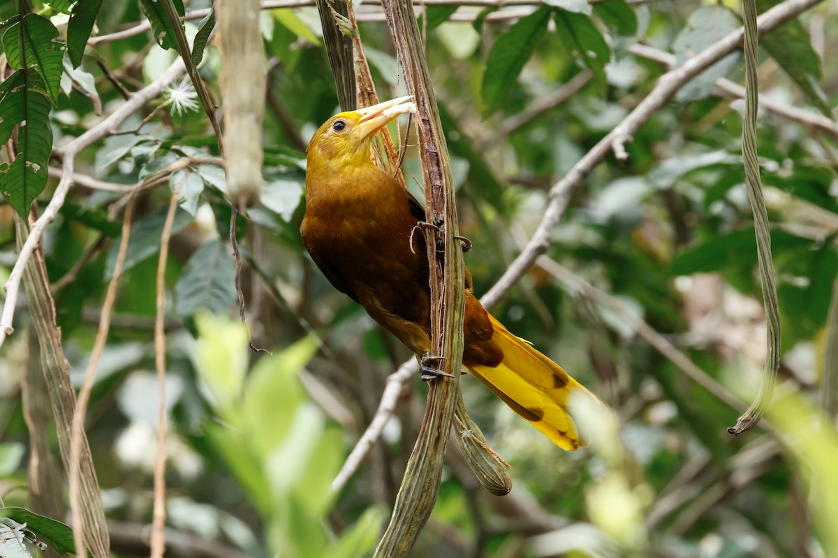 Russet-backed Oropendola - ML641814891