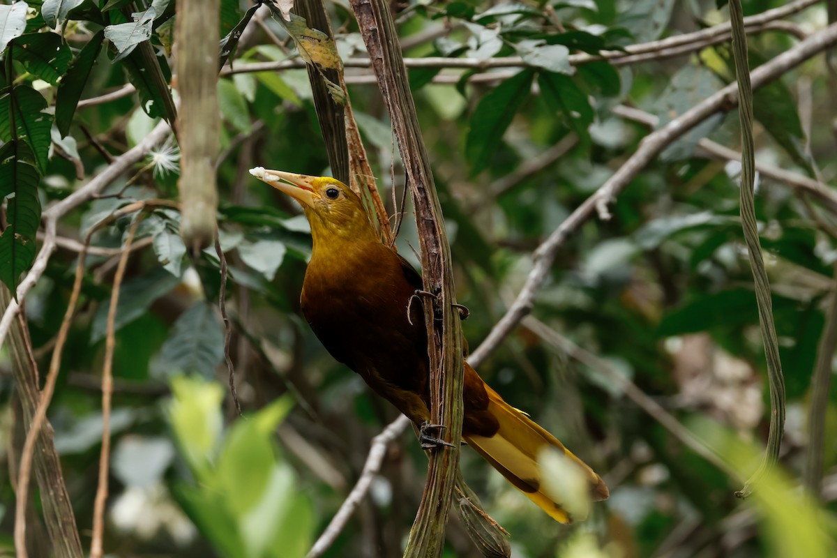 Russet-backed Oropendola - ML641814892
