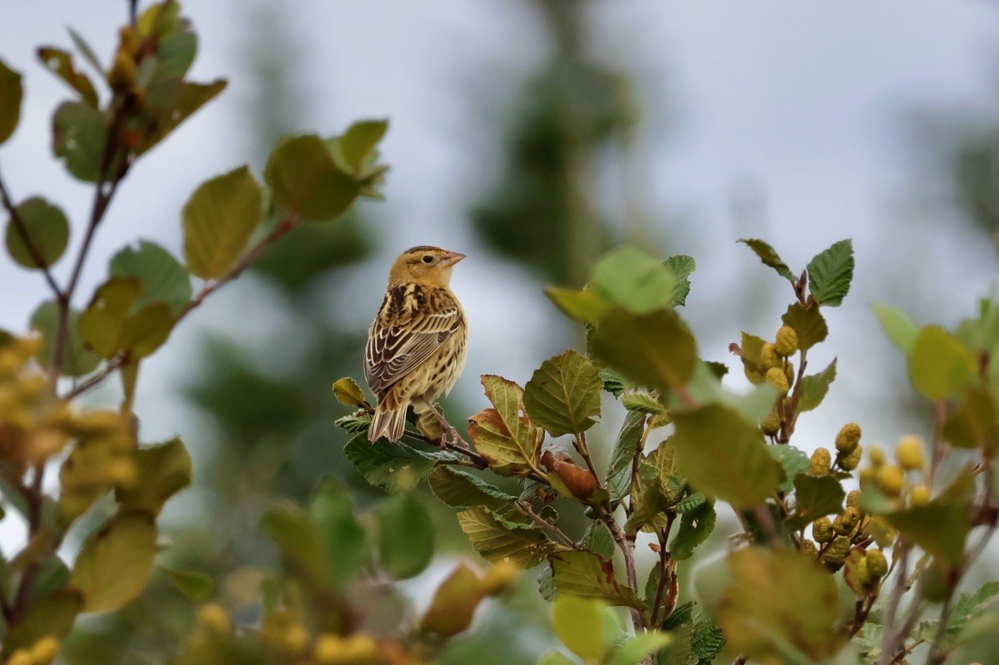 Bobolink - ML641814913