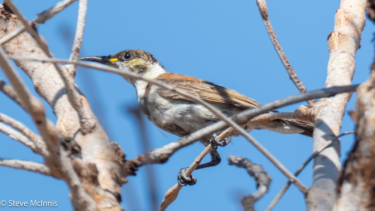 Banded Honeyeater - ML641814916